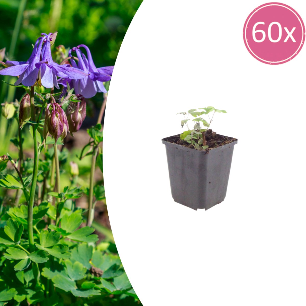 Tuinplantenshop.com | Aquilegia vulgaris | 60 stuks - Ø9cm - 10-25cm hoog - Tuinplant