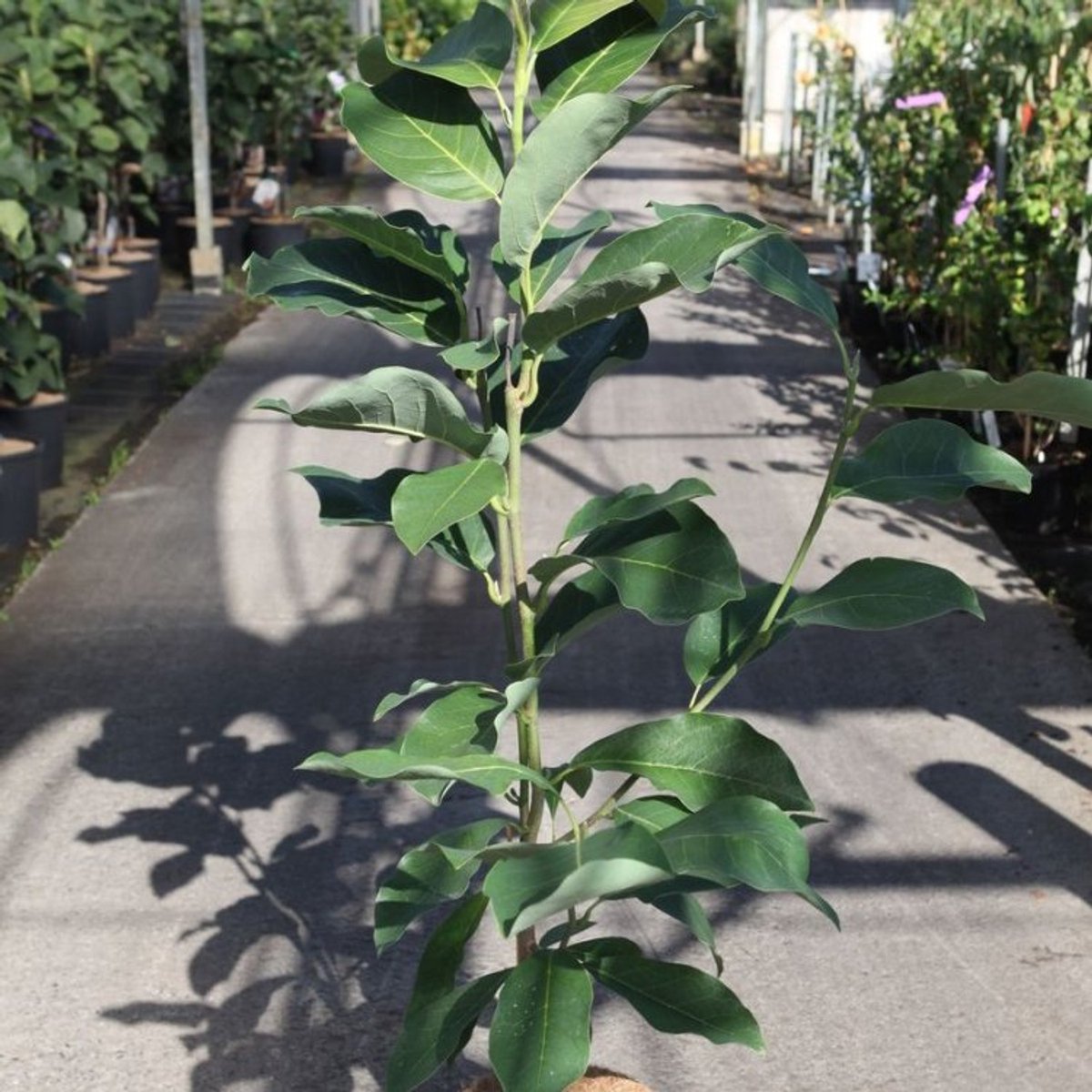 Plants Online BV - Planten - Tuinplanten - Bomen - Set van 1 - Magnolia 'Joli Pompon'