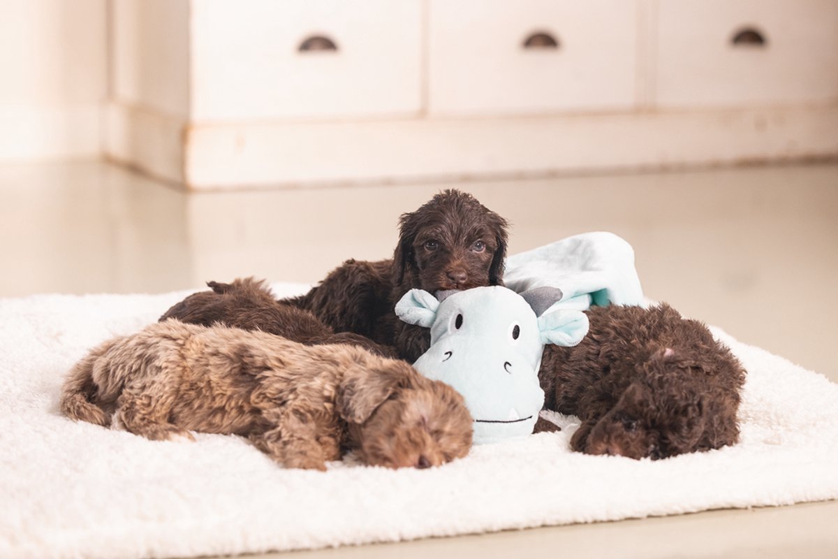 Beeztees Puppy Knuffeldoek Draak thumbnail 4