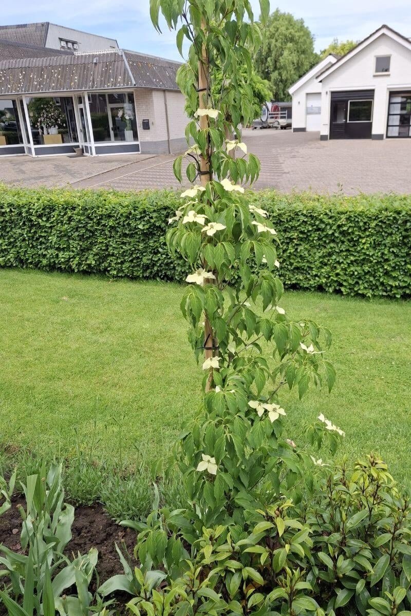Jonge Zuilvormige Kornoelje boom | Cornus kousa 'Flower Tower' | 80-100cm hoogte