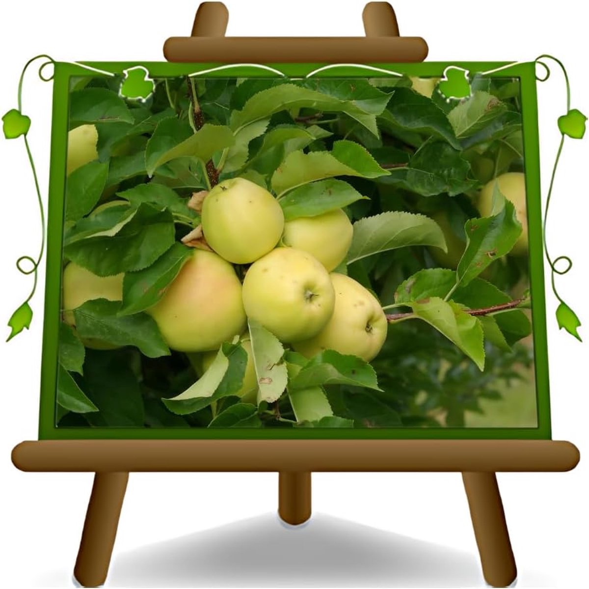 Appelboom - Fruitboom - Tuinieren Buiten - Oude Variëteit - 26cm Pot