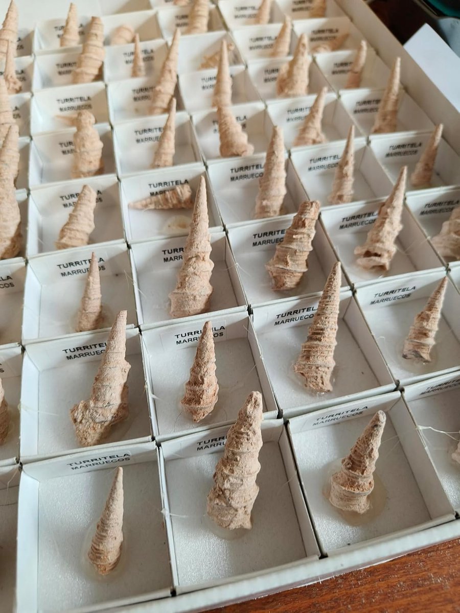 Schelp Fossiel - Oude Zeefossiel - Educatief Materiaal - Uniek Natuurproduct - 4-7 cm
