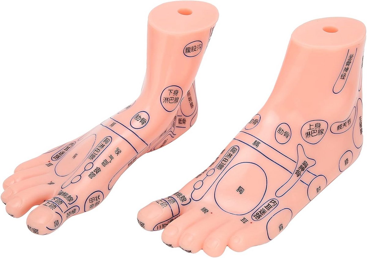 Voet Reflexologie Acupunctuur Model Leermiddel - Voet - €74,25