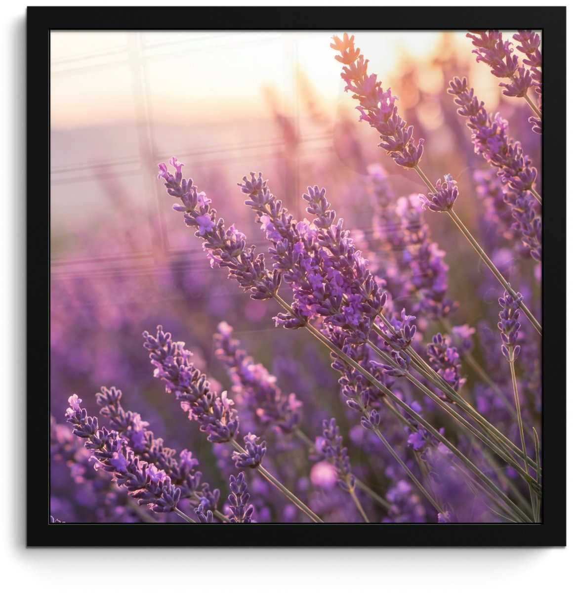 FrameYourWall Poster in lijst - Fotolijst 40x40 cm - Posters - Lavendel - Paars - Zonlicht - Posterlijst zwart - Decoratie - Wanddecoratie woonkamer - Muurdecoratie slaapkamer