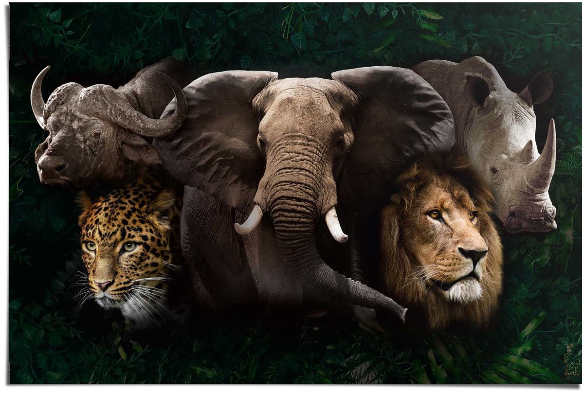 REINDERS Poster The big five - 61 x 91,5 - Papier - REINDERS bruin