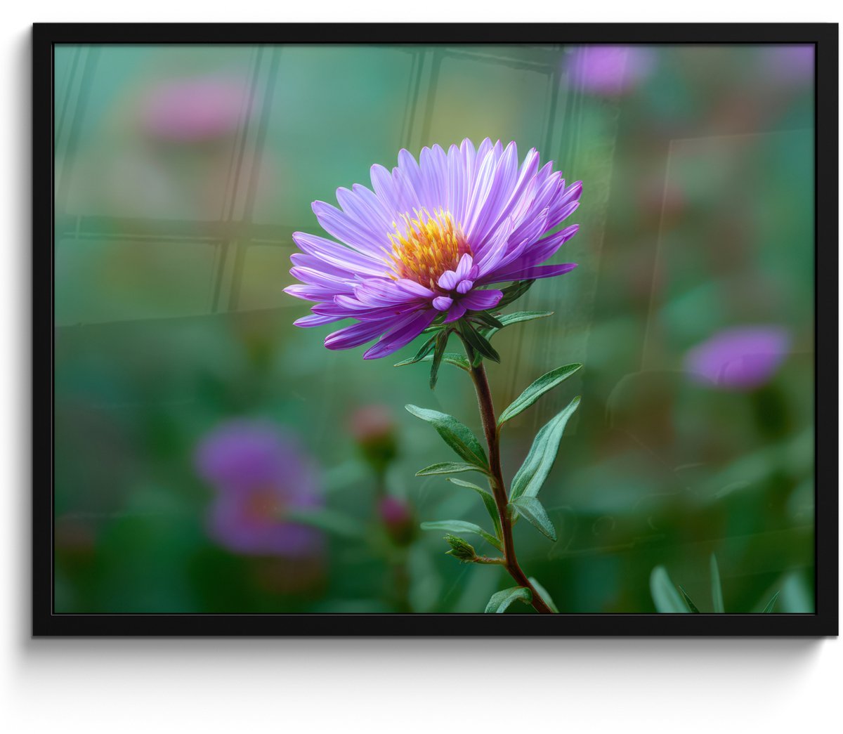FrameYourWall Poster in lijst - Fotolijst 70x50 cm - Posters - Aster - Paars - Bloem - Blaadjes - Posterlijst zwart - Decoratie - Wanddecoratie woonkamer - Muurdecoratie slaapkamer