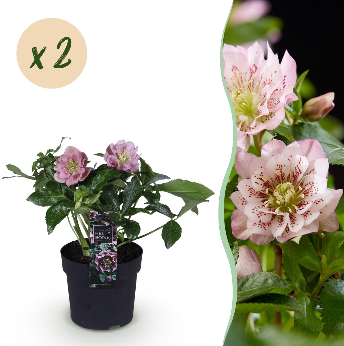 Productfoto van lenteroos Helleborus orientalis Double Ellen Pink met gevulde roze bloemen