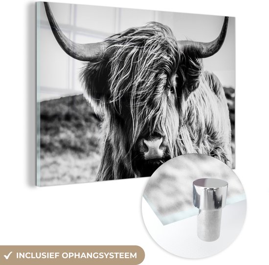 Peinture sur verre Scottish Highlander - Animaux - Vache - Zwart et blanc - Décoration murale sur verre - Photo sur verre - 120x80 cm - Décoration murale murale - Peinture sur verre