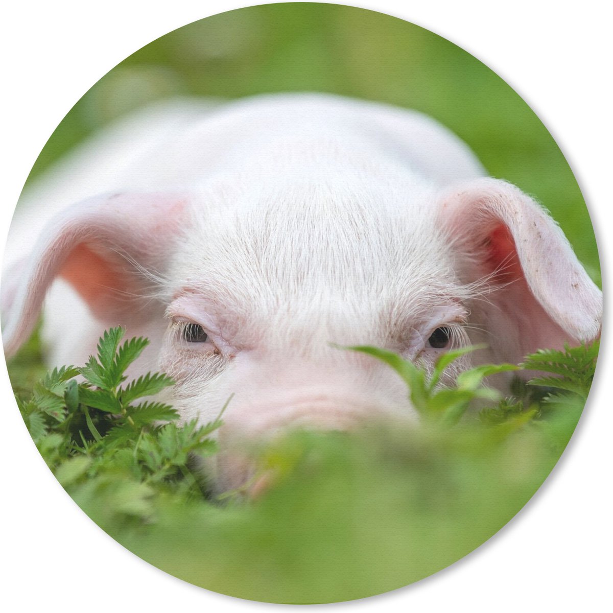 Muismat rond 20x20 cm - Mousepad Varken - Dieren - Big - Ronde muismatten