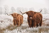 Fotobehang - Vliesbehang - Schotse Hooglanders in het Landschap - 208 x 146 cm
