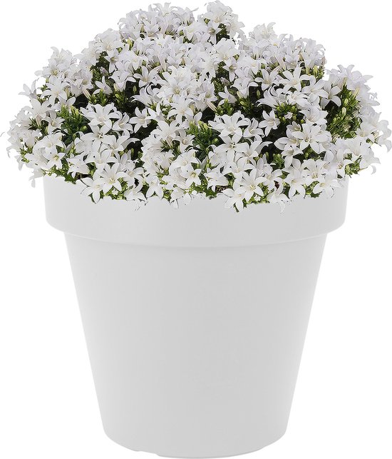 Vous voulez acheter des pots de fleurs blancs ?