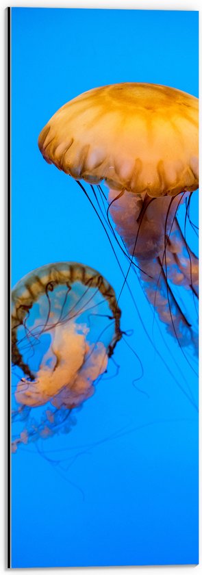 Dibond - Twee Oranje Kwallen Zwemmend door de Blauwe Oceaan - 20x60 cm Foto op Aluminium (Met Ophangsysteem)