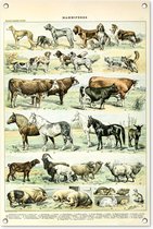 Tuinposters buiten Dieren - Paarden - Illustratie - Vintage - Adolphe Millot - 60x90 cm - Tuindoek - Buitenposter