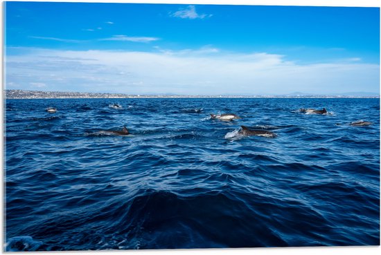 Acrylglas - Groep Dolfijnen Zwemmend bij het Wateroppervlak - 75x50 cm Foto op Acrylglas (Met Ophangsysteem)