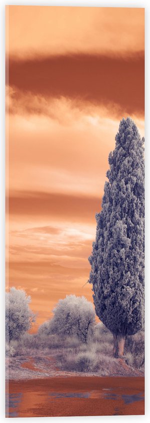 Acrylglas - Bomen - Landschap - Natuur - Kleuren - 20x60 cm Foto op Acrylglas (Met Ophangsysteem)