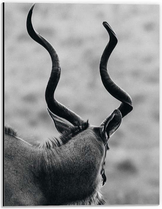 Dibond - Achteraanzicht van Antilope (Zwart-wit) - 30x40 cm Foto op Aluminium (Met Ophangsysteem)