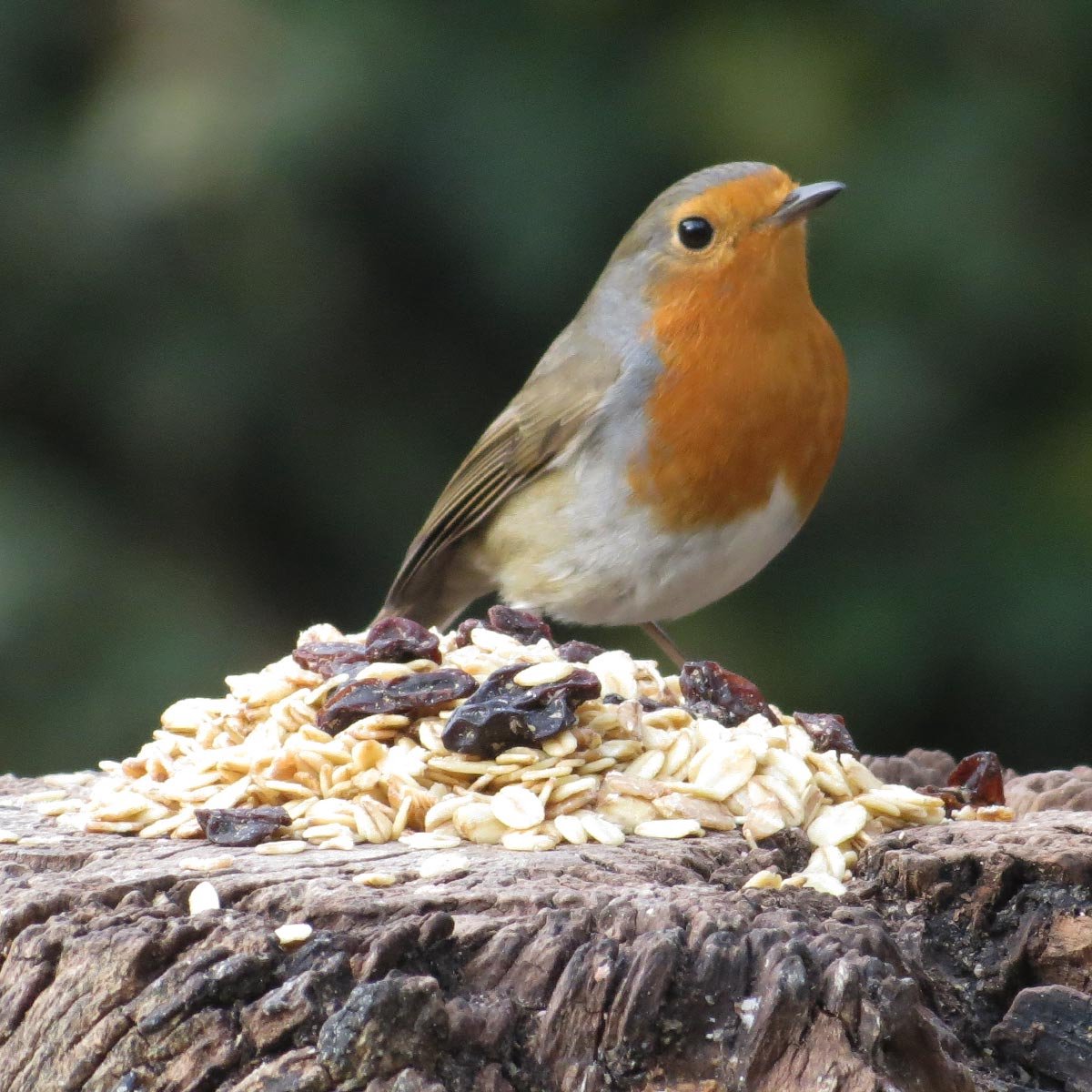 Aniculis - WINTER Vogelvoer voor tuinvogels (5 kg) - Boordevol met essentiële voedingsstoffen en eiwitten - Voedzame voedermix voor wilde vogels