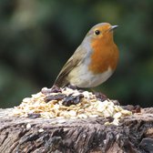Aniculis - WINTER-Vetvoer voor tuinvogels (5 kg) - Boordevol met essentiële voedingsstoffen en eiwitten - Voedzame voedermix voor wilde vogels