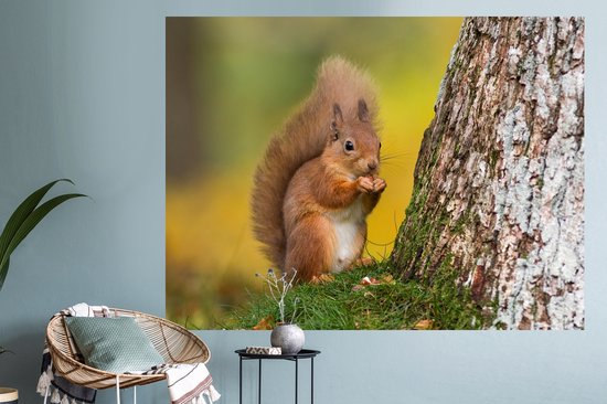 L'écureuil roux se tient debout à côté d'un arbre épais. Il regarde autour  de lui pour
