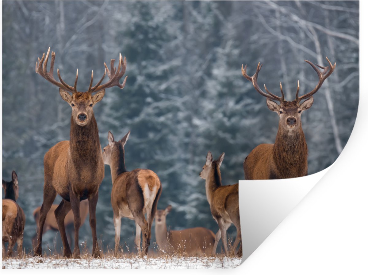 Muurstickers - Sticker Folie - Hert - Winter - Sneeuw - Bosdieren - Bos - Natuur - 80x60 c