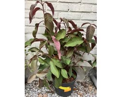 Hydrangea aspera 'Hot Chocolate' - Fluweelhortensia 25 - 30 cm in pot