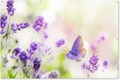 Muurdecoratie Lavendel - Vlinder - Bloemen - 180x120 cm - Tuinposter - Tuindoek - Buitenposter