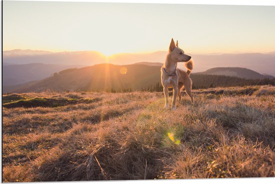 Dibond - Bruine Hond op de Top van de Berg bij Zonsondergang - 90x60 cm Foto op Aluminium (Met Ophangsysteem)