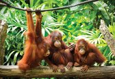 Fotobehang - Vlies Behang - Orang-oetans in de Jungle - Apen - 312 x 219 cm