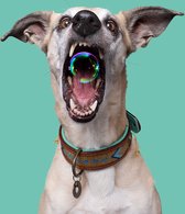 DWAM Dog with a Mission Halsband hond – Hondenhalsband – Goud – S – Leer – Halsomvang tussen 27-33 x 2 cm– Indi Moon