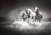 Fotobehang - Vlies Behang - Witte Galopperende Paarden in het Water zwart-wit - 208 x 146 cm