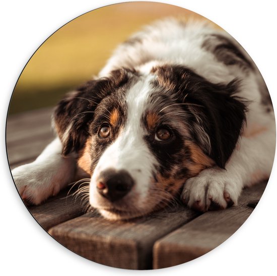Dibond Muurcirkel - Liggende Zwart met Witte Hond op Houten Picknicktafel - 60x60 cm Foto op Aluminium Muurcirkel (met ophangsysteem)