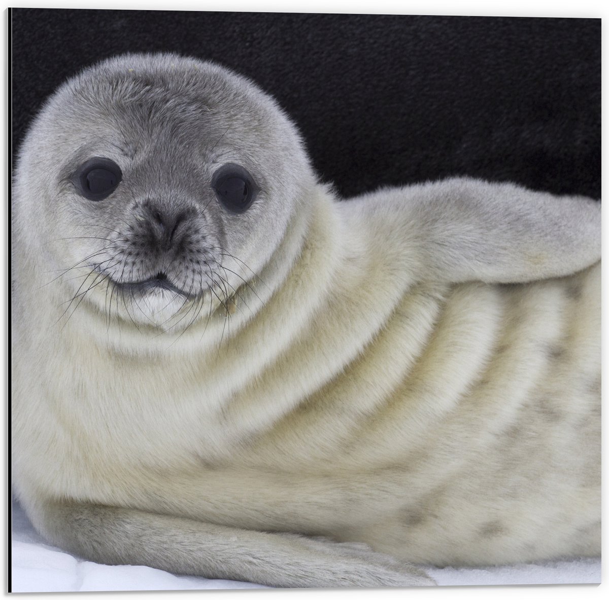 Dibond - Liggende Poserende Baby Zeehond - 50x50 cm Foto op Aluminium (Met Ophangsysteem)