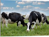 Dibond - Kudde Koeien met Zwarte en Witte Vlekken - 80x60 cm Foto op Aluminium (Met Ophangsysteem)