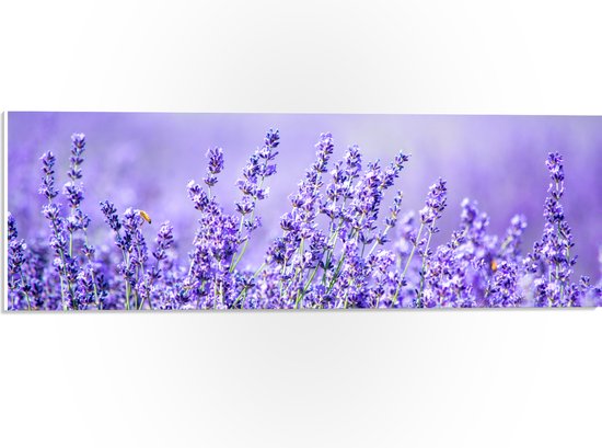 PVC Schuimplaat - Veld Vol met Lavendelbloemen - 60x20 cm Foto op PVC Schuimplaat (Met Ophangsysteem)