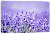 Tuinposter – Veld Vol met Lavendelbloemen - 120x80 cm Foto op Tuinposter (wanddecoratie voor buiten en binnen)
