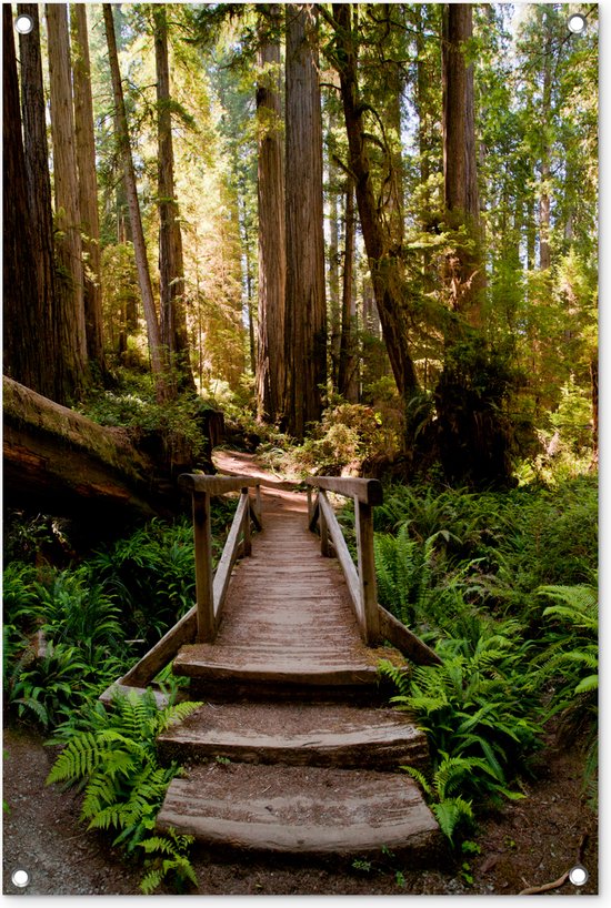 Posters de jardin extérieur Jungle - Nature - Escaliers - Arbres - 60x90 cm