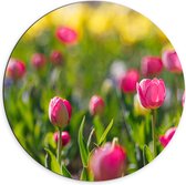 Dibond Muurcirkel - Roze Dichte en Open Tulpen in Bloemenveld - 70x70 cm Foto op Aluminium Muurcirkel (met ophangsysteem)