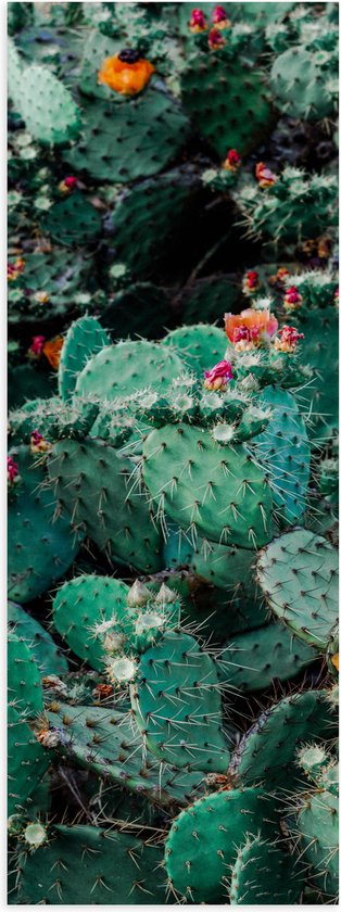 Poster (Mat) - Cactussen - Prikkers - Kleuren - 40x120 cm Foto op Posterpapier met een Matte look