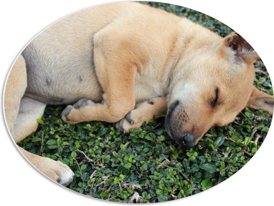 PVC Schuimplaat Ovaal - Slapende Bruine Puppy op Groene Kleine Planten - 56x42 cm Foto op Ovaal (Met Ophangsysteem)