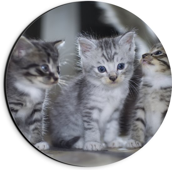 Dibond Muurcirkel - Drie kittens met blauwe ogen zitten op een rijtje - 20x20 cm Foto op Aluminium Muurcirkel (met ophangsysteem)