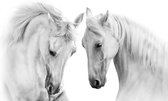 Fotobehang Twee Witte Paarden 3D - Vliesbehang - 360 x 240 cm