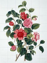 IXXI A Monograph on the Genus Camellia - Wanddecoratie - Bloemen en Planten - 120 x 160 cm
