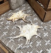 Grote decoratieve schelp - Lambis schelp - Decoratie - Beach - Ibiza - 25 cm - 100% natuurlijk - Kiek en Boor
