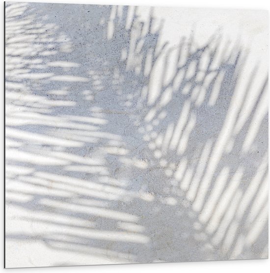 Dibond - Schaduw van Varen Plant op Wit Oppervlak - 100x100 cm Foto op Aluminium (Met Ophangsysteem)