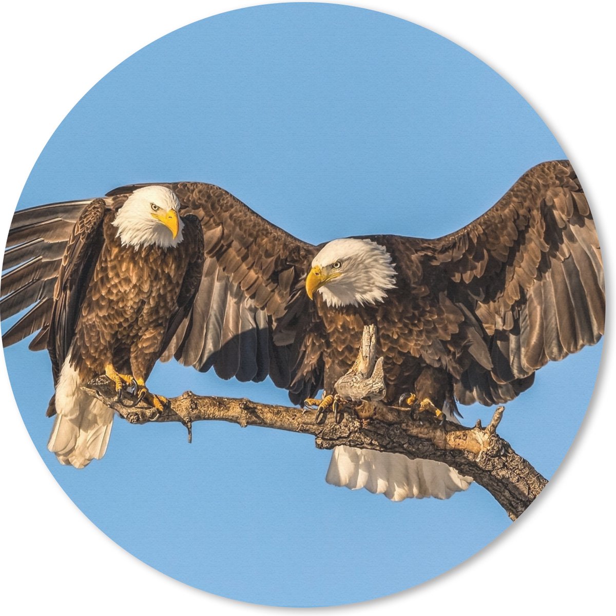 Muismat rond 20x20 cm - Mousepad Vogel - Takken - Arend - Roofvogels - Lucht - Ronde muismatten