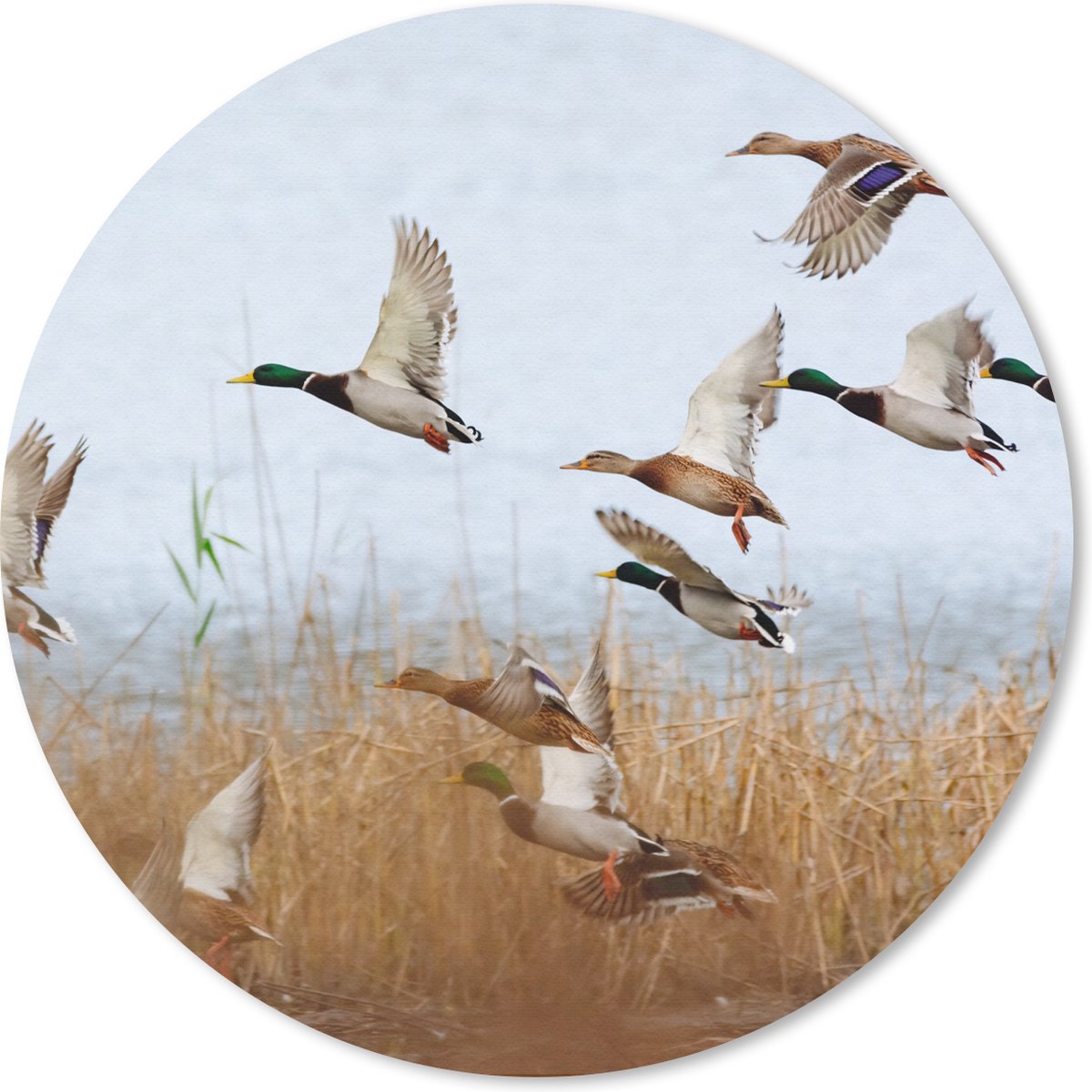 Muismat rond 20x20 cm - Mousepad Eend - Vogel - Riet - Water - Eenden - Ronde muismatten