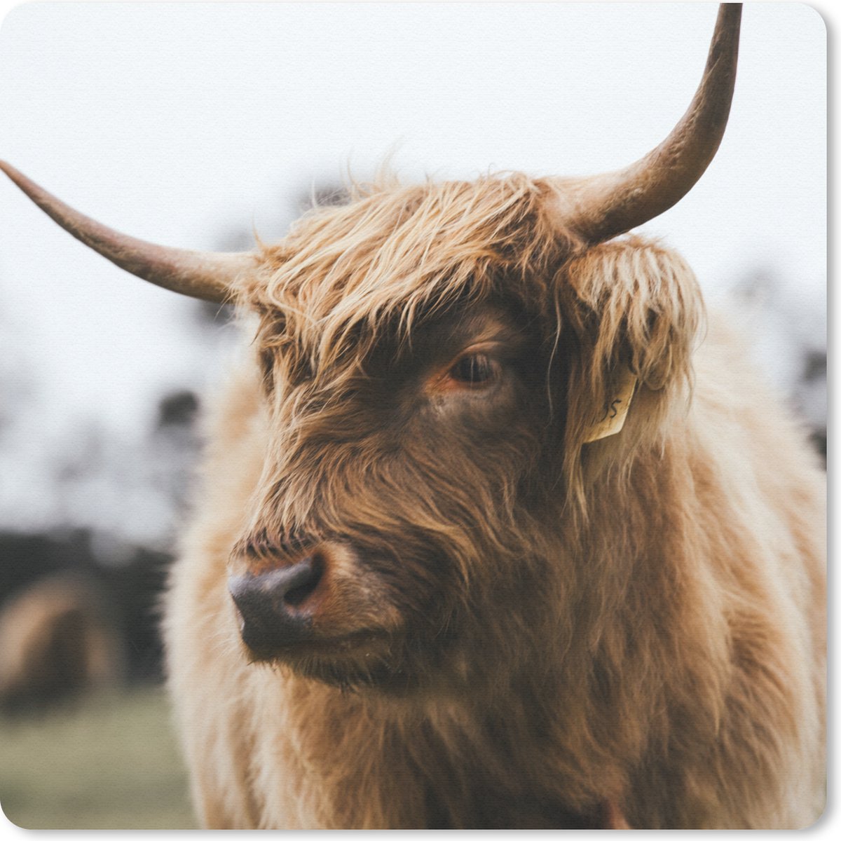 Muismat 20x20 cm - Mousepad Schotse Hooglander - Dieren - Horens - Muismatten