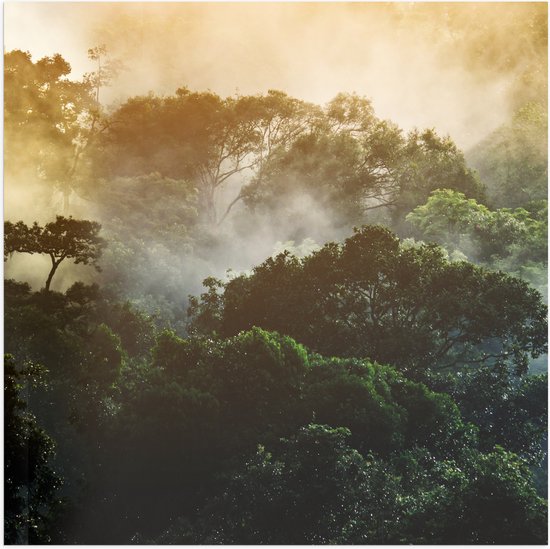 Poster Glanzend – Mist tussen de Groene Boomtoppen - 50x50 cm Foto op Posterpapier met Glanzende Afwerking