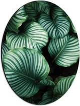 Dibond Ovaal - Bladeren - Plant - Natuur - Groen - 30x40 cm Foto op Ovaal (Met Ophangsysteem)