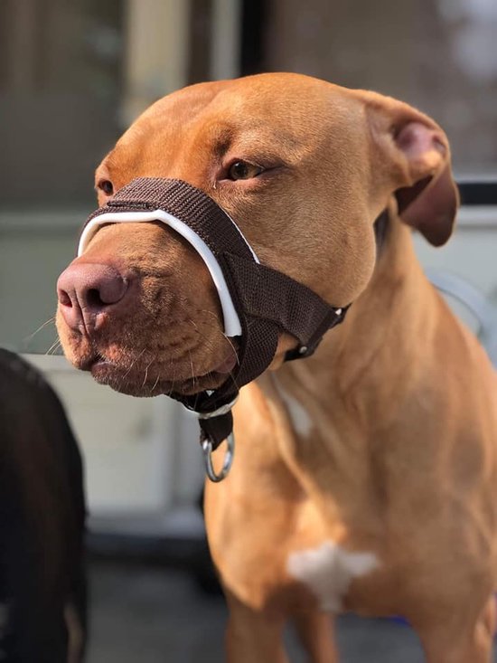 Gentle leader - Zwart - Gevoerd - Maat L - Antitrek hoofdhalster hond - Hoofdhalster hond - Antitrek hond - Trainingshalsband - ‘Merkloos’’